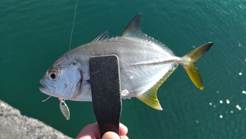 ギンガメアジの釣果