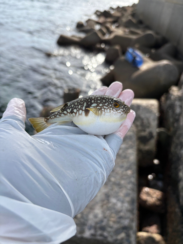 クサフグの釣果