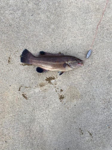 コブダイの釣果