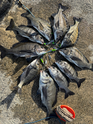 クロダイの釣果