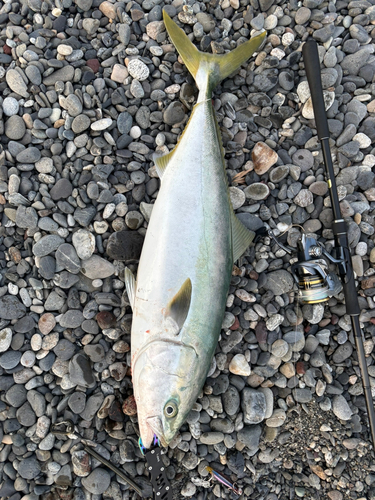 ブリの釣果