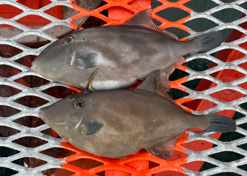 ウマヅラハギの釣果