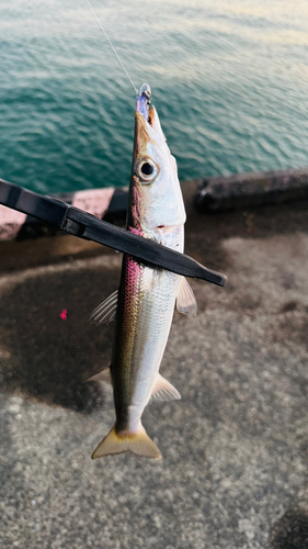 カマスの釣果