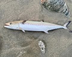 サゴシの釣果