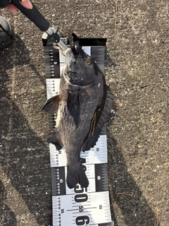 チヌの釣果