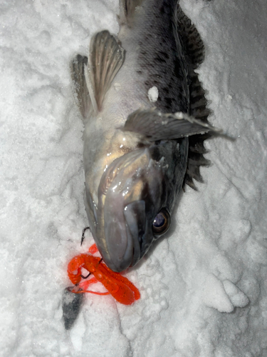 クロソイの釣果