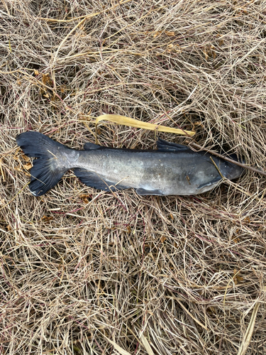 ナマズの釣果