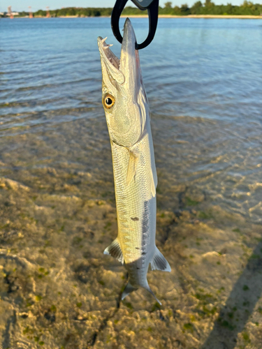 カマスの釣果