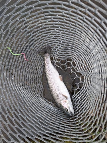 ニジマスの釣果