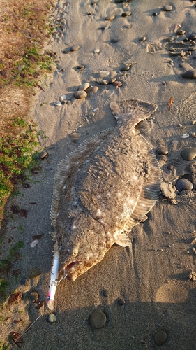 ヒラメの釣果