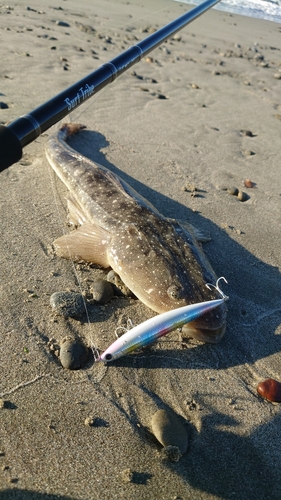 マゴチの釣果