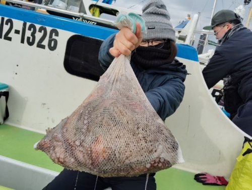 マダコの釣果