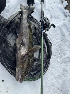 アイナメの釣果