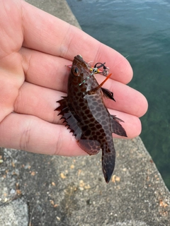 アカササノハベラの釣果