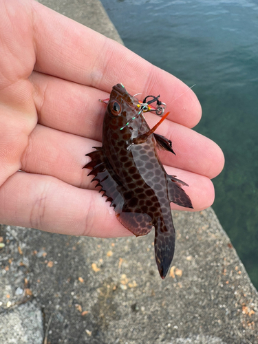 アカササノハベラの釣果