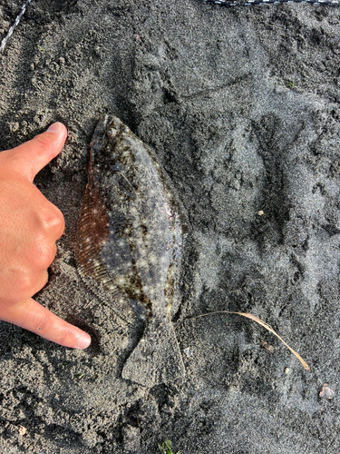 ソゲの釣果