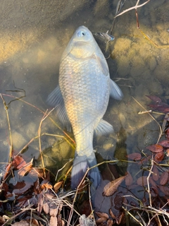 ヘラブナの釣果