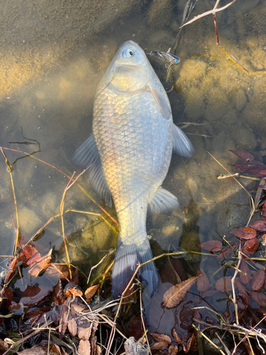 ヘラブナの釣果