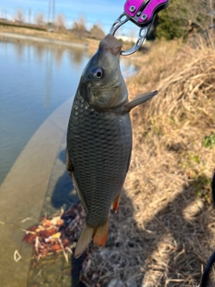 コイの釣果