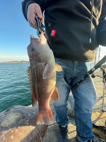 コブダイの釣果