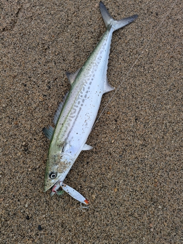 サゴシの釣果