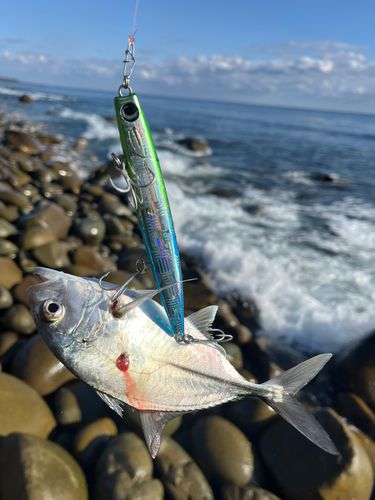 メッキの釣果