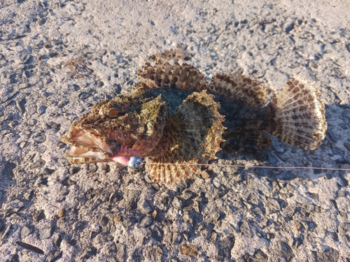 イヌカサゴの釣果