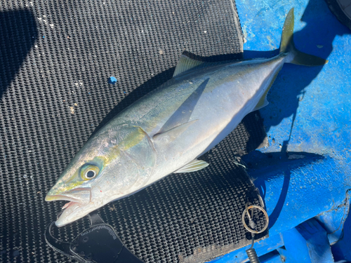 イナダの釣果