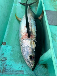 キハダマグロの釣果