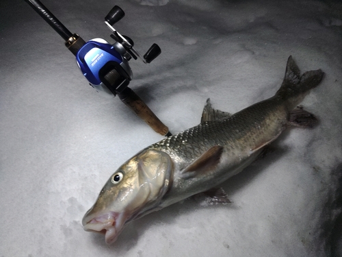 ニゴイの釣果