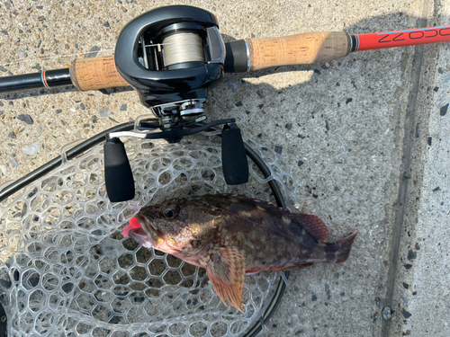 カサゴの釣果