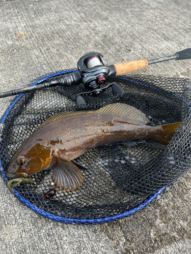 アイナメの釣果