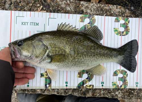 ブラックバスの釣果