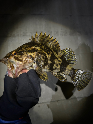 ベッコウゾイの釣果