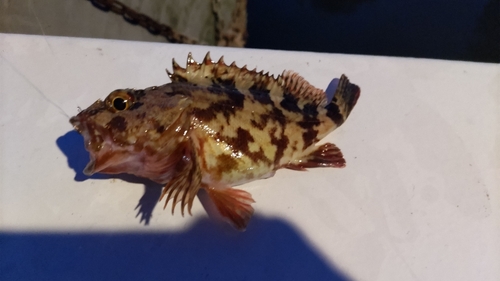 カサゴの釣果