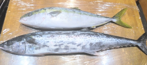 メジロの釣果