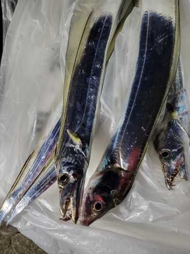 タチウオの釣果