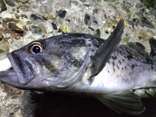 クロソイの釣果