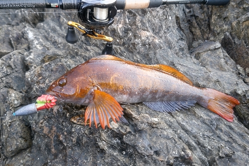 アイナメの釣果