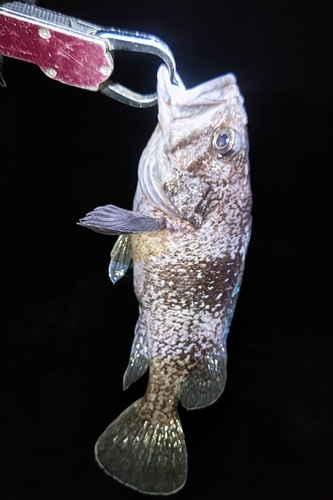 マゾイの釣果