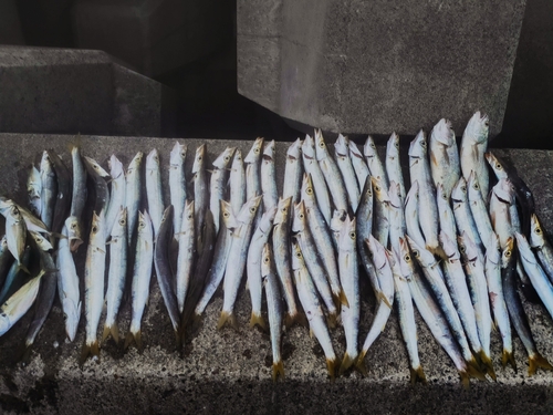 カマスの釣果