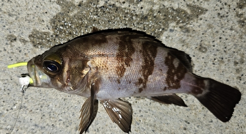 メバルの釣果