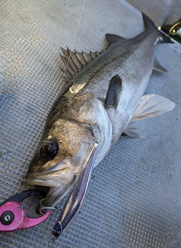 シーバスの釣果