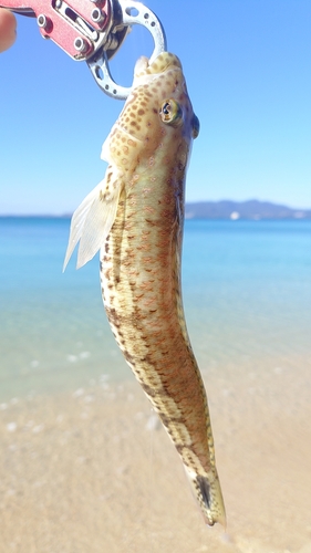 オグロトラギスの釣果