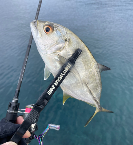 メッキの釣果