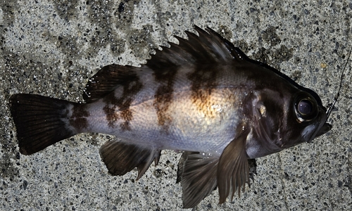 メバルの釣果