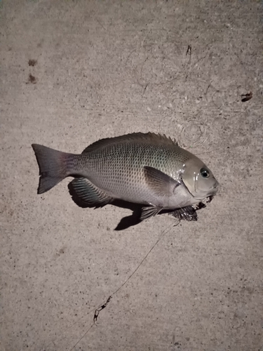 メジナの釣果