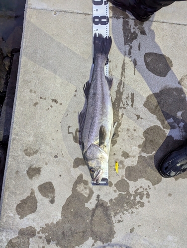 シーバスの釣果