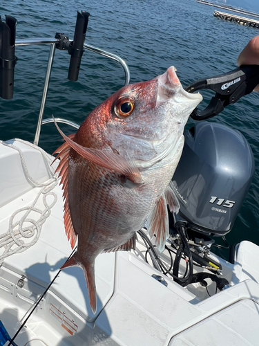 マダイの釣果