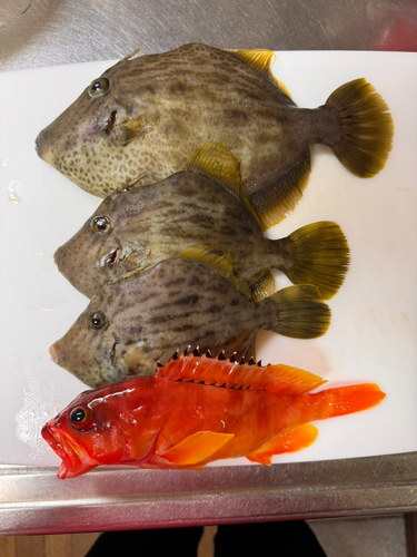 カワハギの釣果